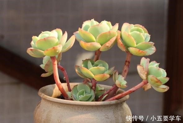 碧桃今年和去年对比,差别可不是一般大,希望一年比一年美!