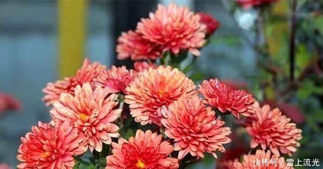 用上3种天然水浇花,促进根系生长增加营养,遇到了一定要存点