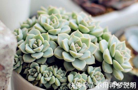多肉就养这7种，散养不用管也能呼呼长，想养死都难！