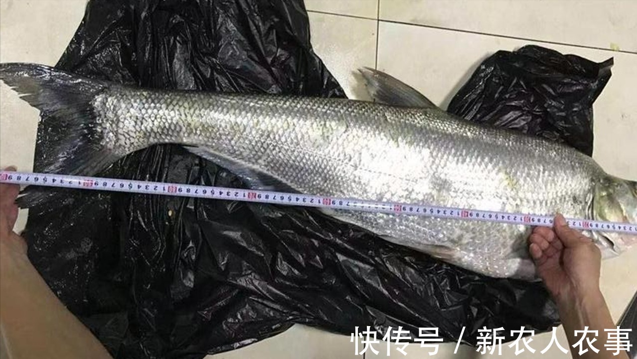 鱼类|广西一男子钓获“翘嘴红鲌王”,长达1.4米,想放生它却死了