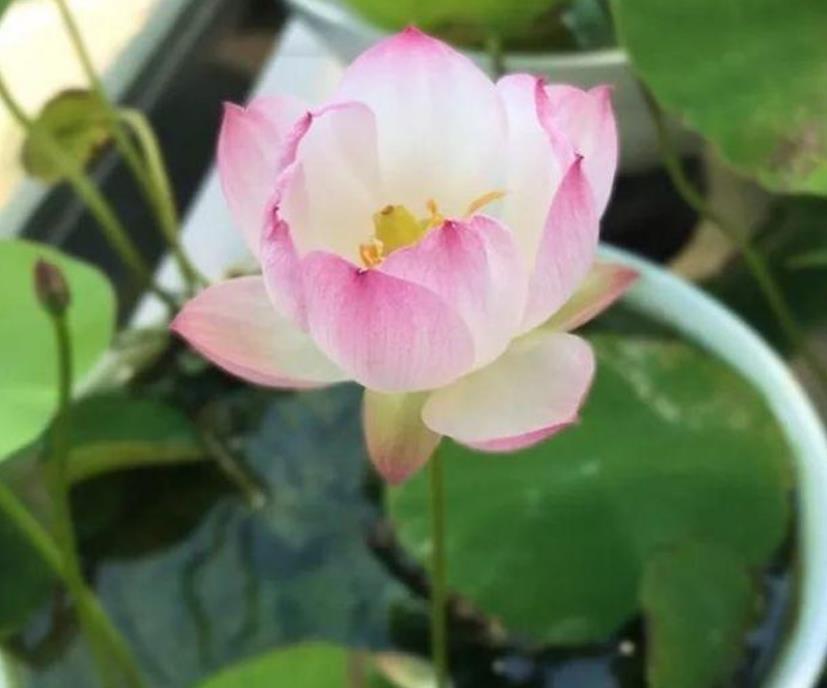 4种花适合新手养,不用费心,开起花来“拦”不住,美不胜收