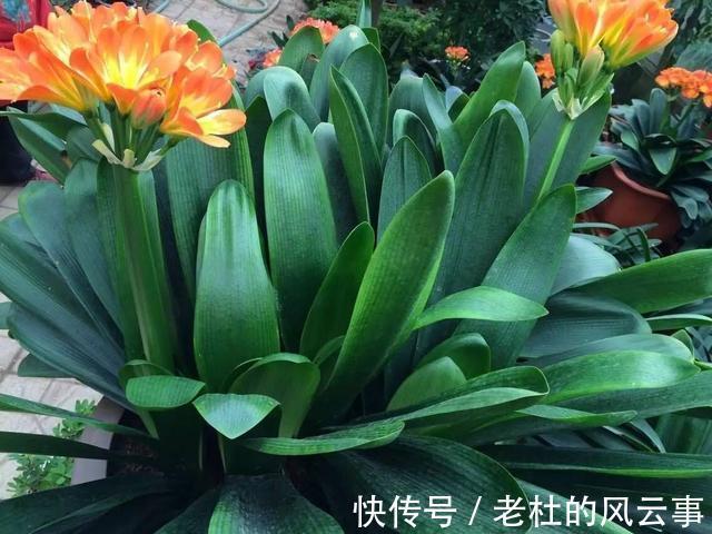 磷酸二氢钾|君子兰还不开花现在“虐一虐”，春节“乖乖”开花，吉祥又喜庆