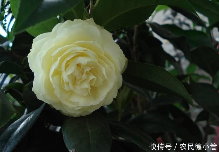 养护|此种木本花卉,漂亮不输牡丹,观赏价值高,养护容易,是盆栽佳品