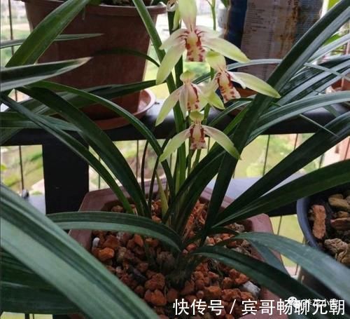 园土|家庭养兰花，就怕4种错误养护，难怪总是养不好
