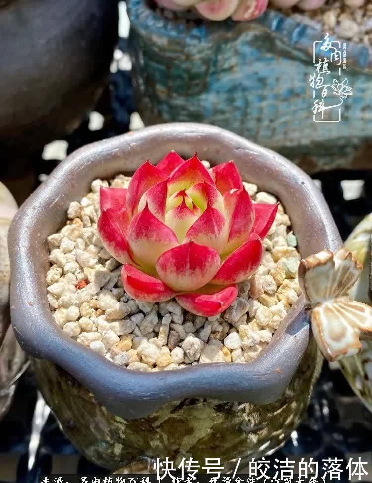 阳光露台多肉,天时地利人和!美肉知时节,当春乃发生!