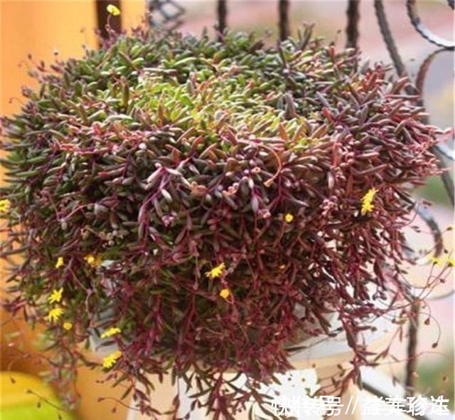 绿珍珠|“吊着养”的多肉，不要控养撒欢长，千珠万珠垂落，阳台一片好景！