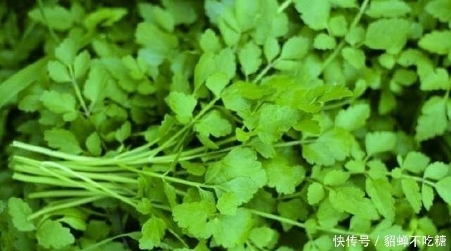 清明|农村这4种野菜,城里人想吃,乡下有个好亲戚也不一定弄到