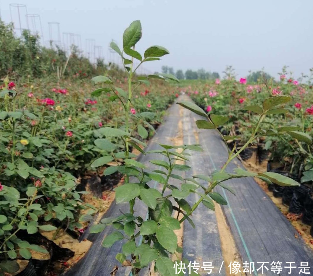 月季|月季缓苗——史上最全攻略!