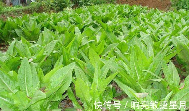 种植者|掌握莴笋种植技巧，选择适宜的环境，合理进行水肥管理！