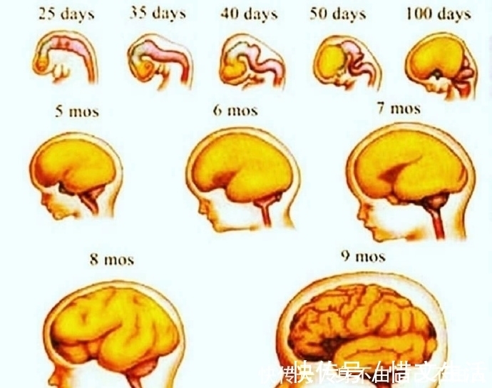 宝宝|胎儿脑发育有3个高峰期，孕妈坚持做好3件事，生个“高智商”宝宝