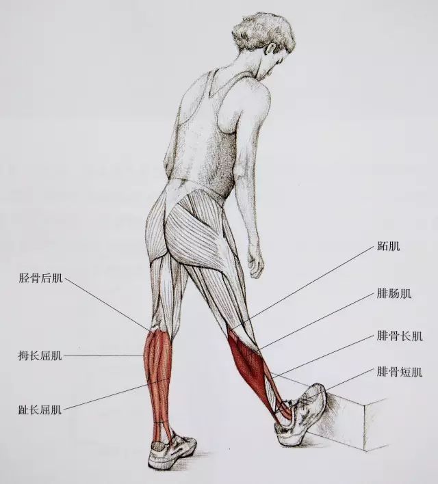 起跑式|居家运动，这套全方位小腿拉伸大法请收好