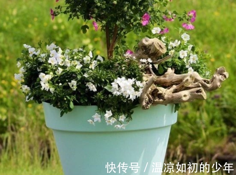 直射光|这花是名副其实的“开花机器”，秋冬盆栽，落实好4点花开不歇