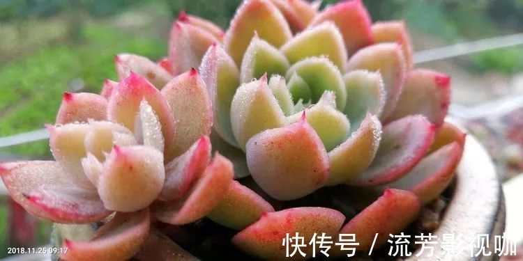 多肉|人生有时候就像多肉,不是不出彩,只是经历的时光还不够!