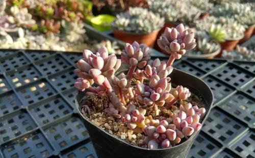 春天种下3种多肉,耐热好养易群生,35摄氏度照样生机勃勃