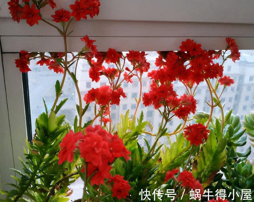长寿|秋天阳台养一盆花，株型小、花量大、花色多种，喜庆美观好养