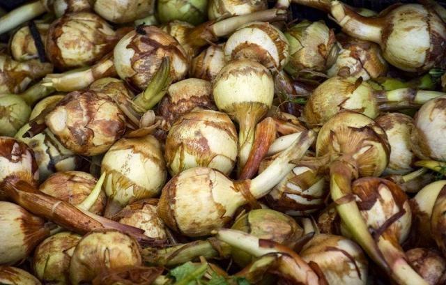 它生活在水中根茎能食用，寓意美好，营养价值不错，遇到了记得摘