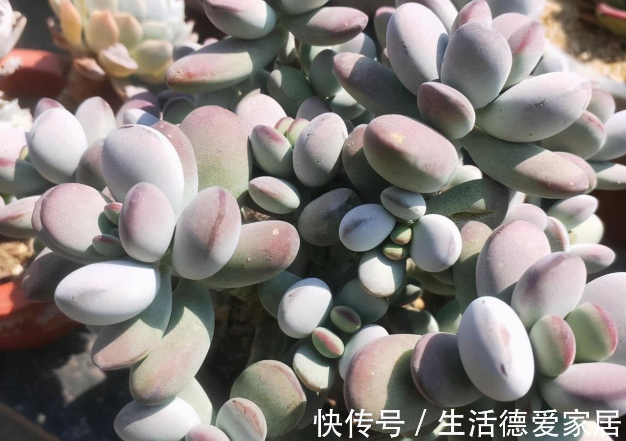 福娘系多肉中非常经典的2个品种,一个有香味一个叶片肥,值得养