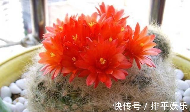 氮肥|想让仙人球开花,就靠一个“虐”,憋出一窝花芽,养成繁花小老桩