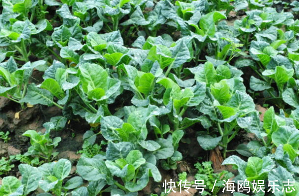 木耳菜|8种“高钙”蔬菜，菠菜不算啥，第一名钙是牛奶3倍，不要错过