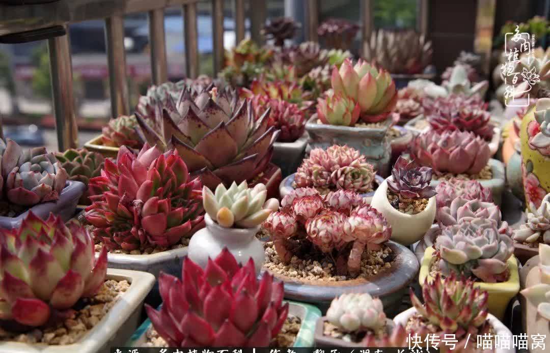 最温暖不过人间烟火,来自逆挂区的多肉!