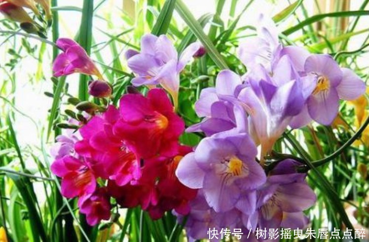 比“香水”还香的4种花,养1盆满屋飘香,漂亮又好养!