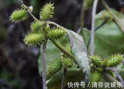 高血压|农村常见的野草，虽然是治疗鼻炎和风湿的良药，却也含有剧毒