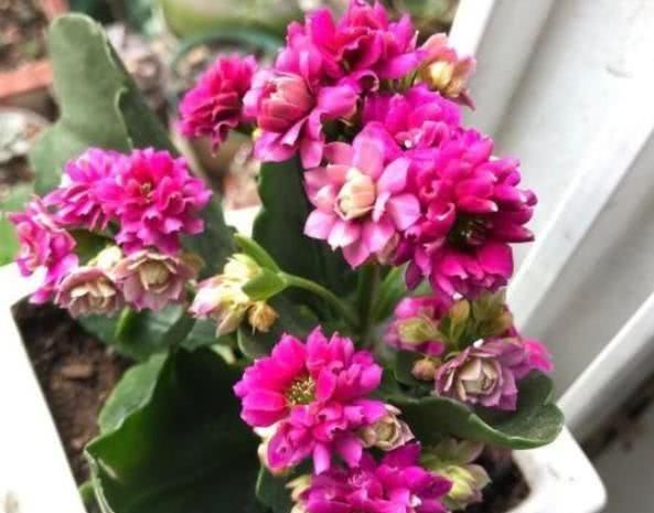 花卉|这种万能养花肥，比花肥还厉害，盆里放一点，根粗叶绿开花多！