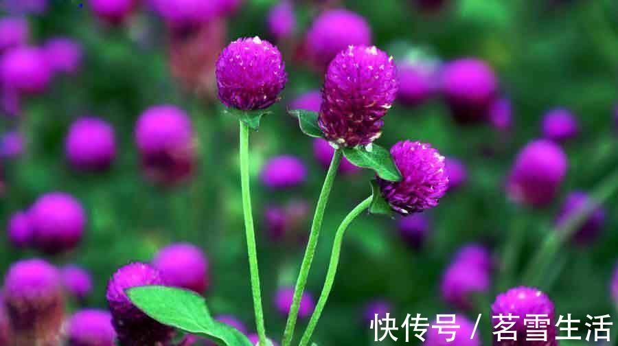 千日红它是一种不会褪色的花,花色鲜艳靓丽,花期还较长