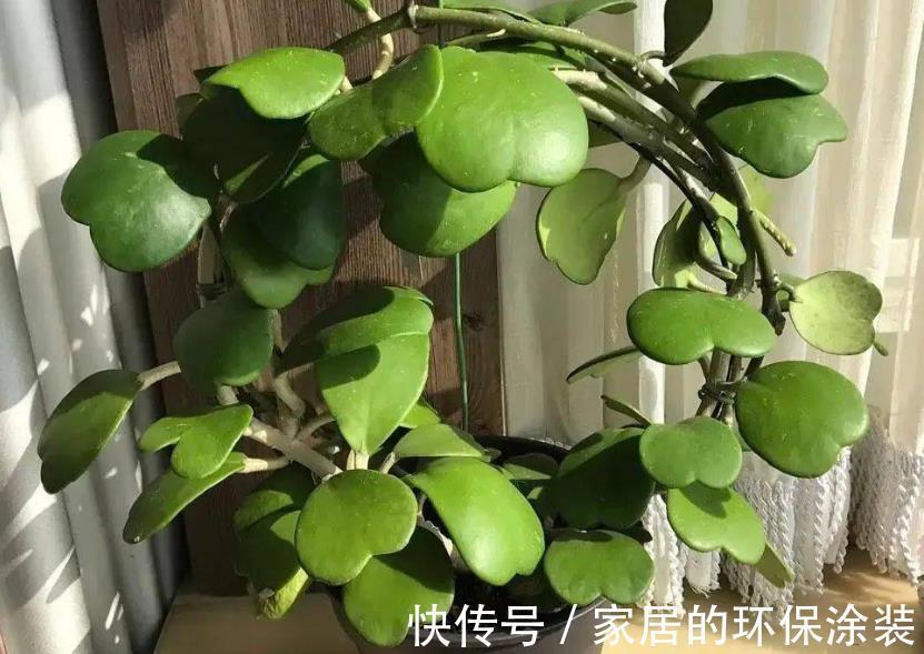 花土|没有院子,受限于盆栽就养情人球兰,照顾到3点,花期长、香味浓