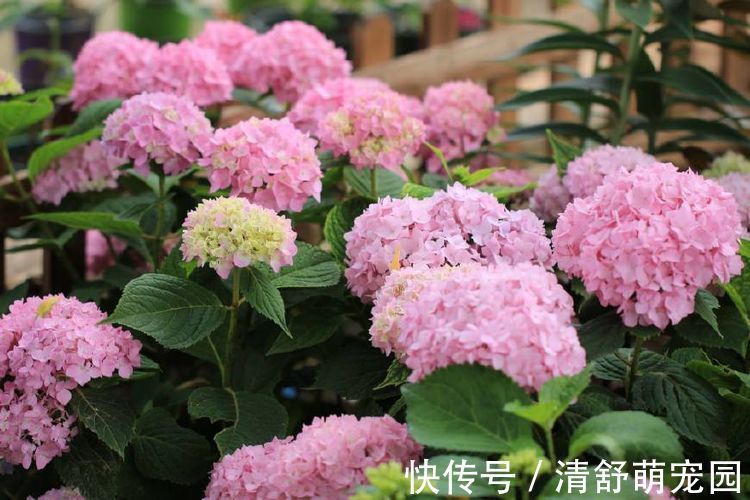 绣球|原产中国的世界名花,花型奇特,四季开花,还很好养,是盆栽佳品