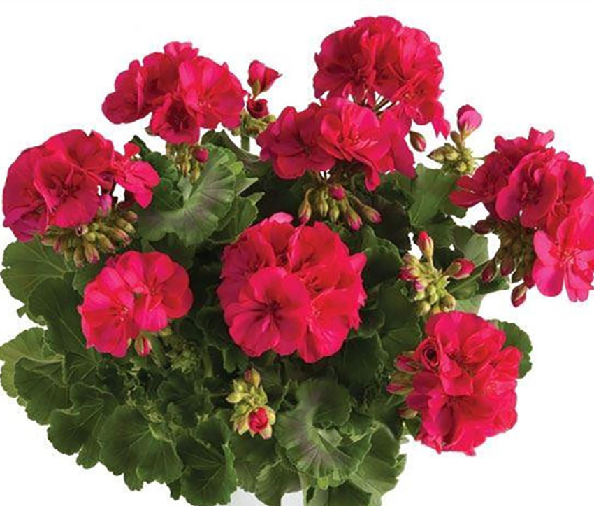 养长寿花、天竺葵有一点不能少,少了难开花,更难过夏天