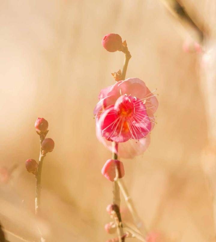 趵突泉景区的红梅花开了，太漂亮了