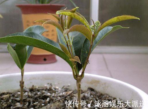 桂花|秋季养花要换盆,这几种情况换盆是“自寻死路”,不到冬天死翘翘