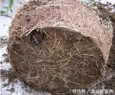 花卉|养花“养根”很重要,5个小妙招,白根粗壮,半年撑爆盆!