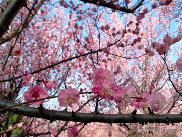 赏梅正当时！武汉这所高校成为周边游客最爱打卡景点