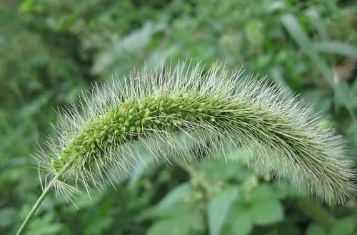 看完文章才知道,中国月季不止今天的美丽,还有辉煌的曾经