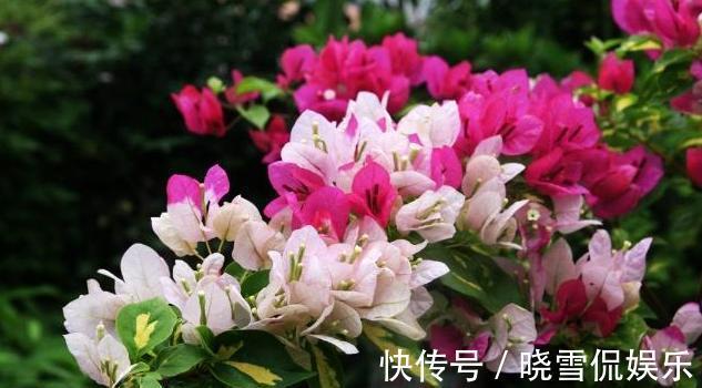 花期|农历7月14号起,最适合养这些花,花期超长的,花开还有清香