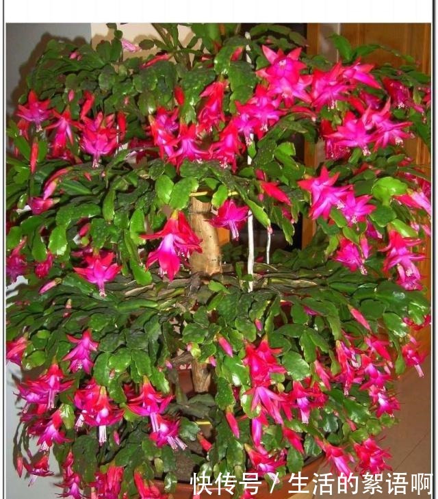 仙人掌嫁接蟹爪兰第一步,养一棵“七层宝塔”似的仙人掌!