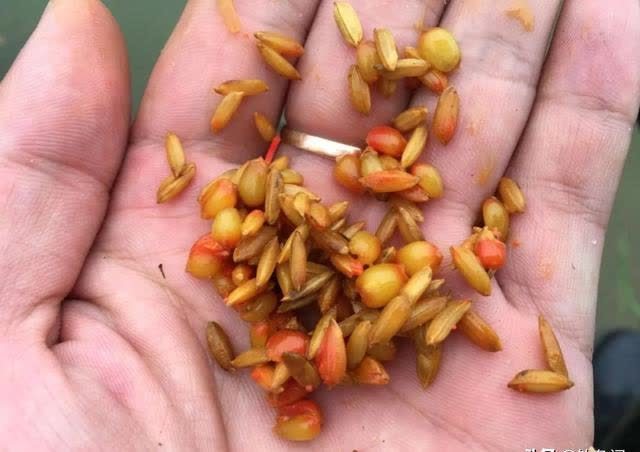 用了十年的窝料配方!老钓友无私分享,看一眼就能学会