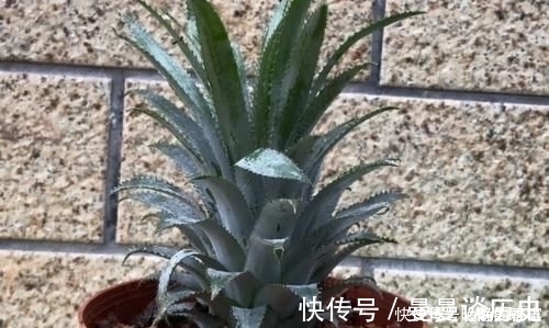 吃剩下的“菠萝头”不要扔，插3根牙签，放在家里太棒了，快学学