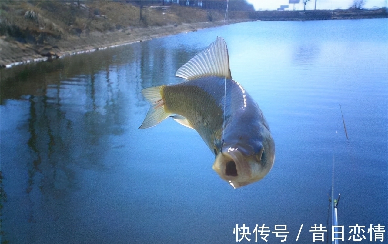 水草|钓友们冬钓鲫鱼选钓位，既不可死板教条，又不能走极端