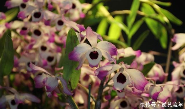 “难养”花草名单已公布，是有些花友的最爱，劝你早放弃！