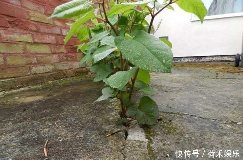 此植物引入英国后，造成灾难，想铲除都难，而在国内却是香饽饽