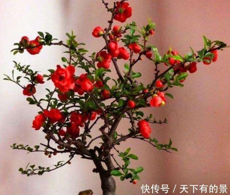 锦带花|花期最长的“4种花”,福运财运旺,新的一年幸福满满!