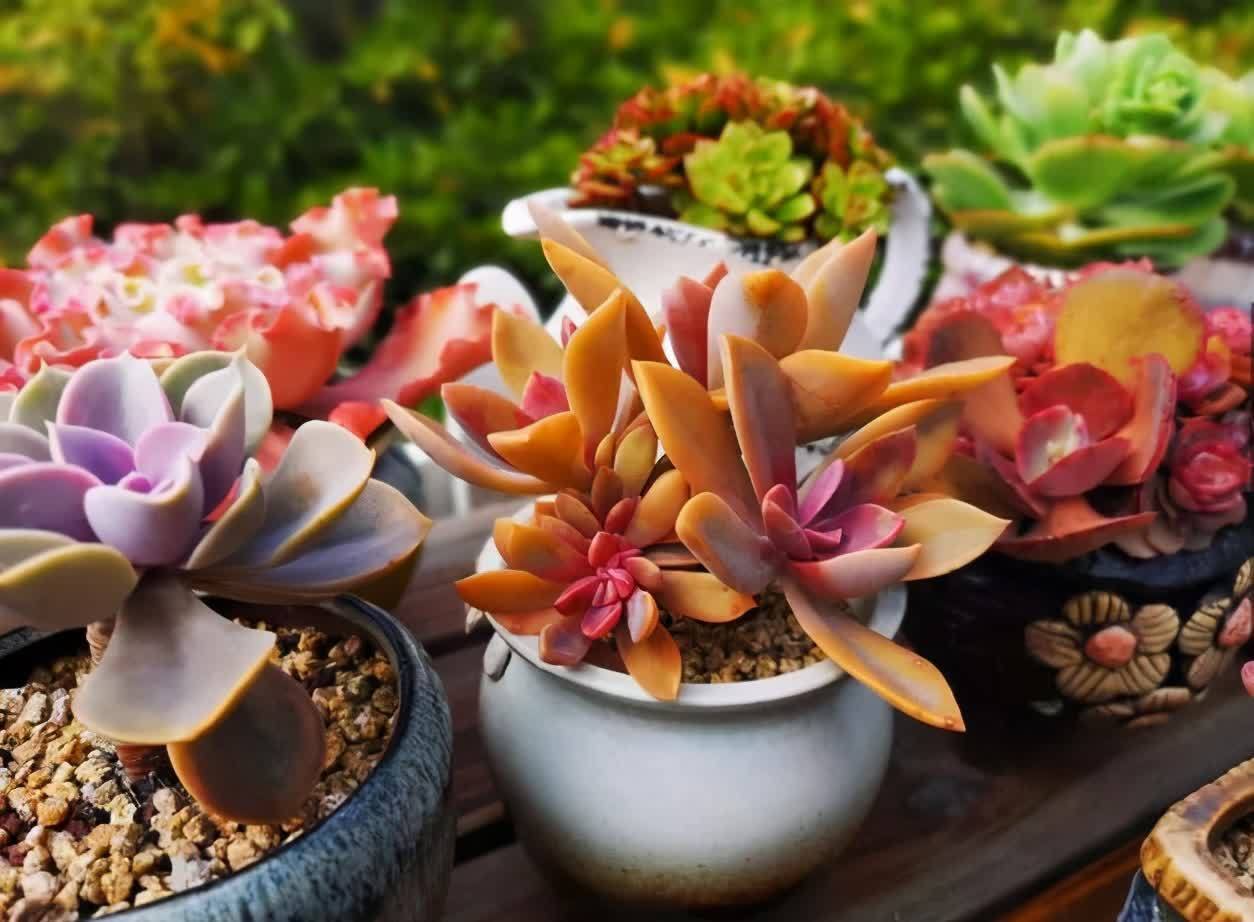 一年四季养多肉,记住浇水3句话,不烂根不化水,姹紫嫣红好状态