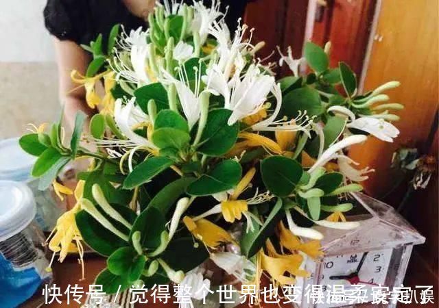 扦插|路边“3种树”,见了掰个枝,插盆就生根,做成盆景,寓意吉祥