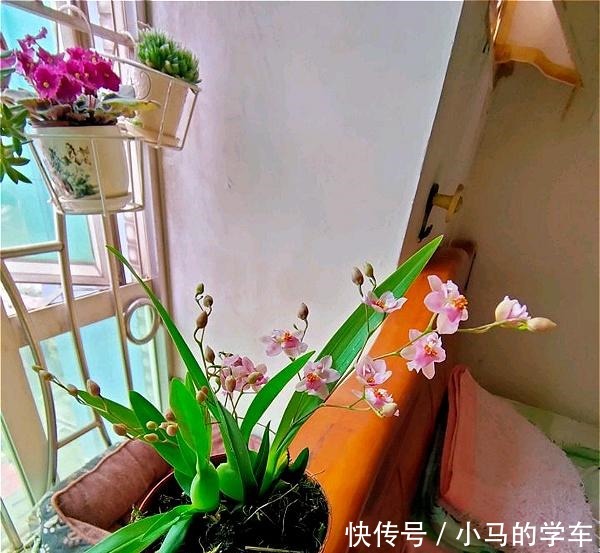 谁说室内养不好花这12种一养就开花,还特漂亮,喜欢养花别错过!