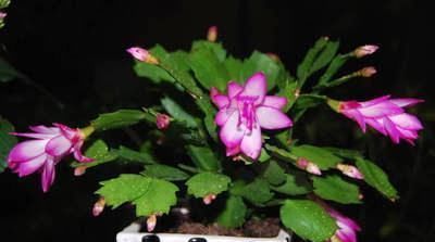 君子兰、蟹爪兰叶片打蔫,擦一擦,20天长油绿叶