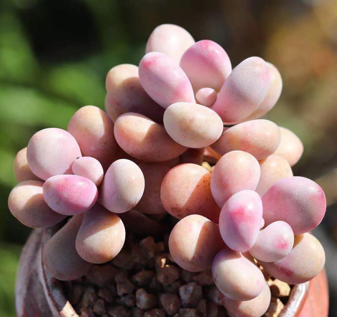 桃蛋,不要拿桃美人冒充,它不配和做姐妹,你知道区别在哪嘛