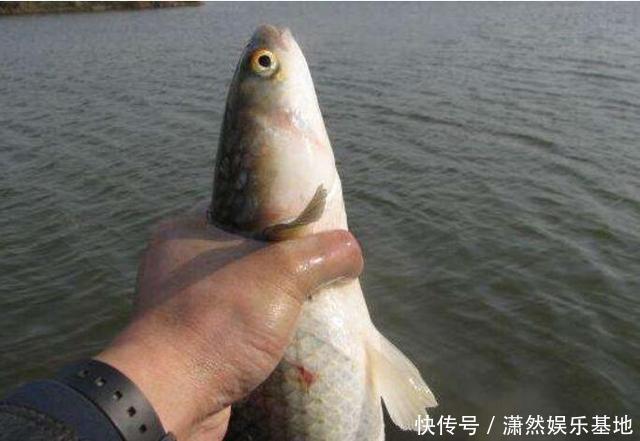 罗飞|珠江“白草鱼”泛滥,钓友爆护后担忧不已:会不会又是外来物种?
